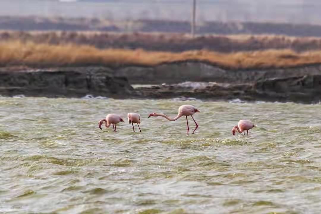 山西运城连续12年飞来火烈鸟🦩！原因十分蹊跷！今年冬天，运城盐湖的火烈鸟又来稳