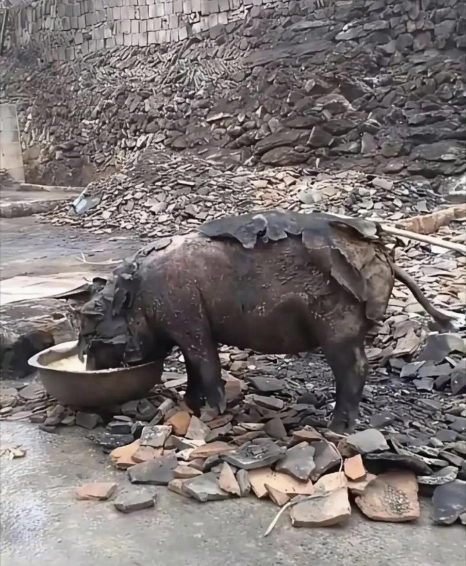 惊呆了，这都能活[哭哭]