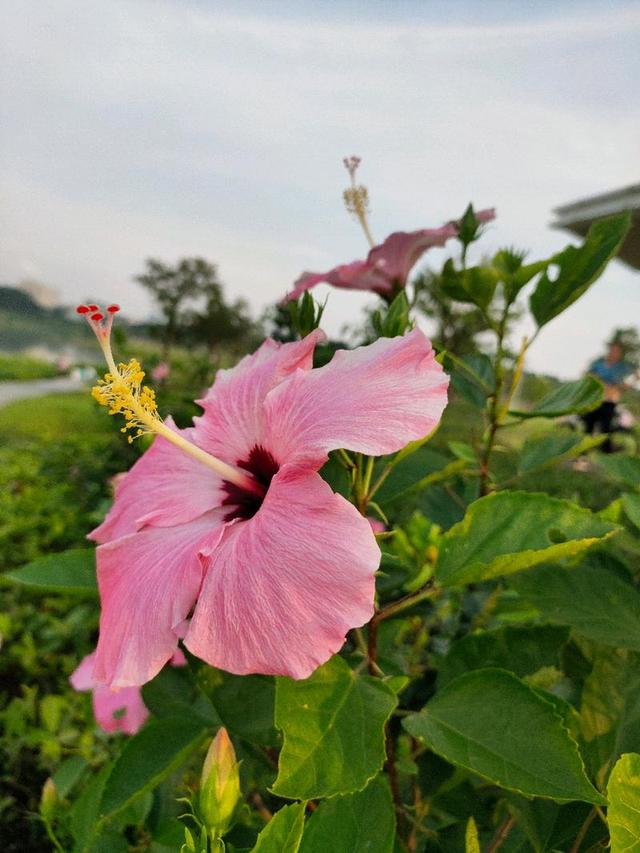 逛花市需谨慎: 遇到这三种花, 转身就走!