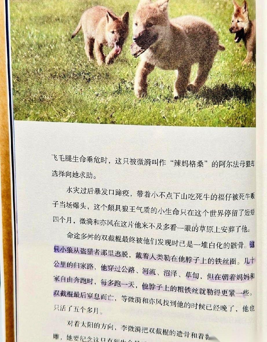 那只叫格林的狼，为什么最后看到养大它的人，眼神里全是疏远？因为它曾拼了命地跑了