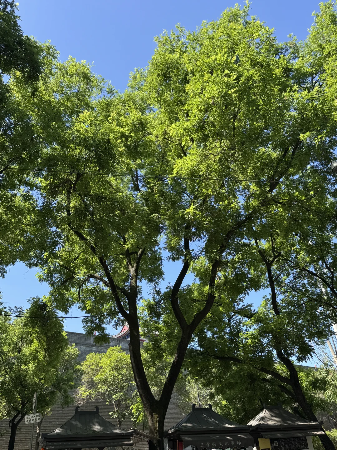 西安的每一棵树，都有独特的灵魂