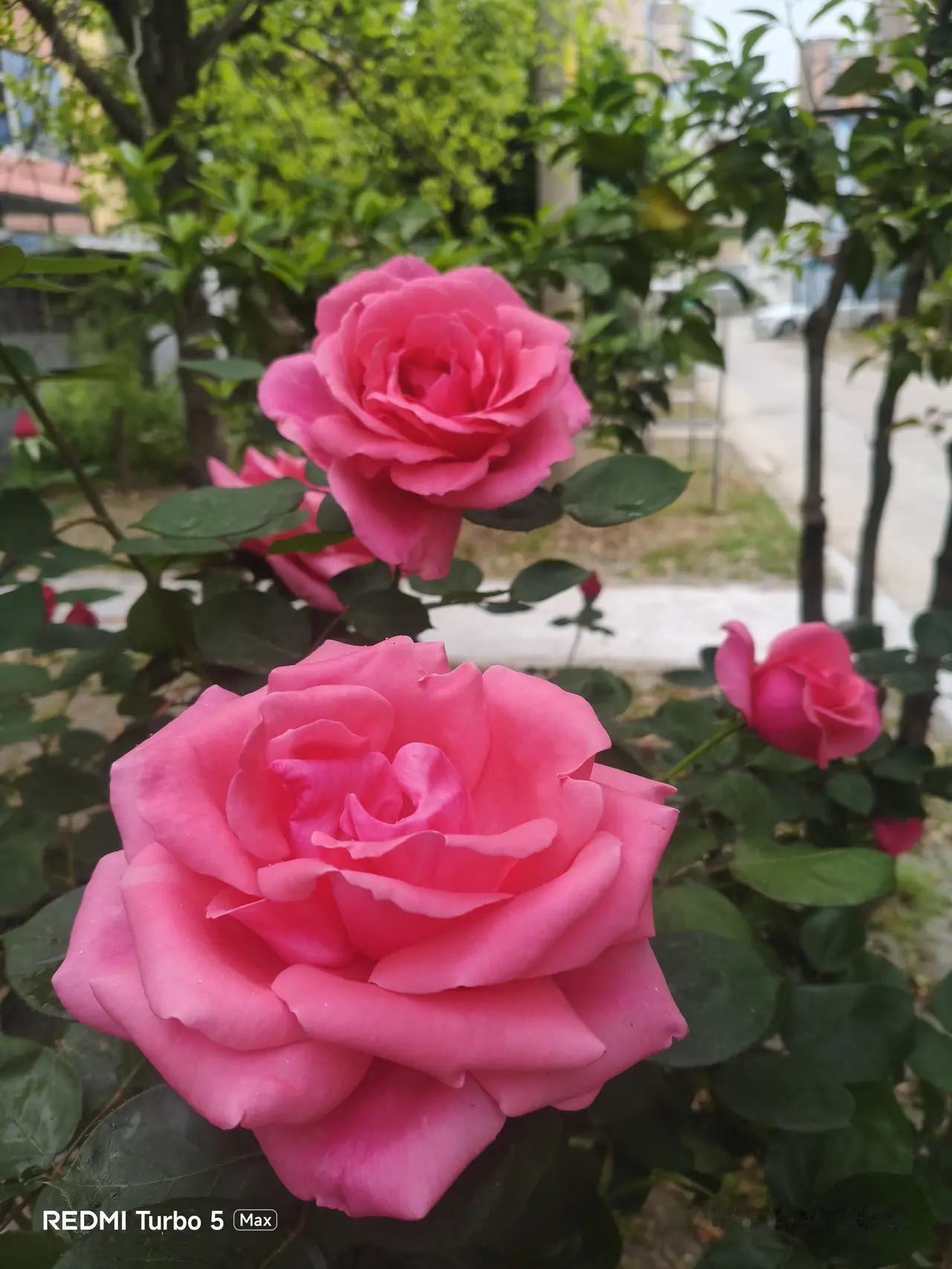 不必弯腰的底气去年深秋，我在社区活动中心遇见张阿姨。她正弯腰给花坛里的月季修