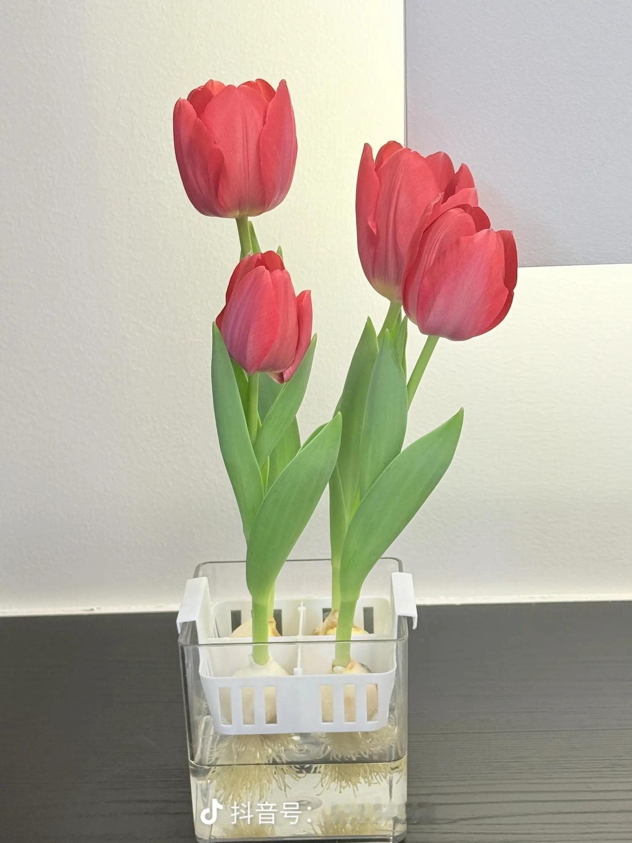 女人一生的执念金镯子房子车子存款儿女双全驾驶证大家都