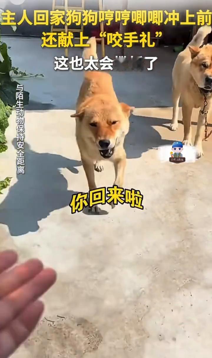 主人回家狗狗哼哼唧唧冲上前，还献上