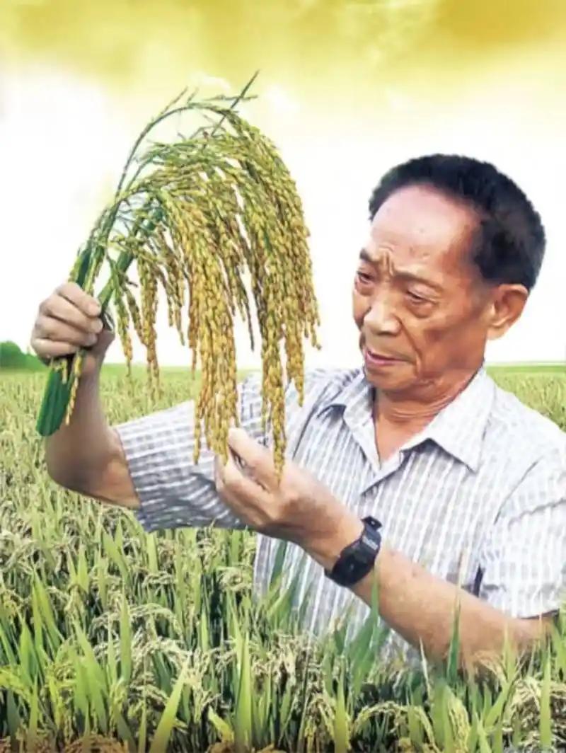 请向袁隆平老先生道歉！有网红公然叫嚣，将“三系杂交技术”称为“变态杂交”，将“