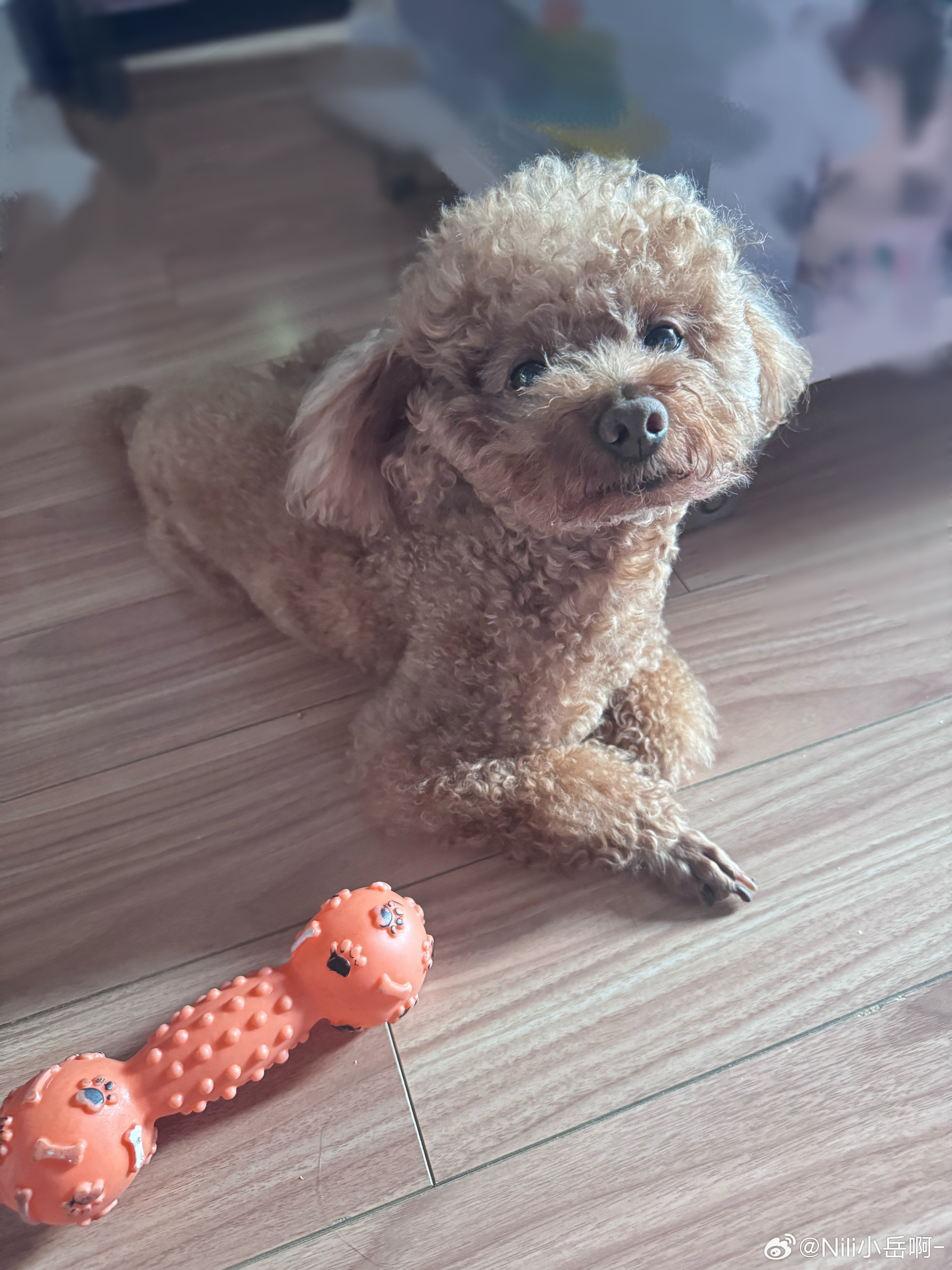它🐶还有镜头感……