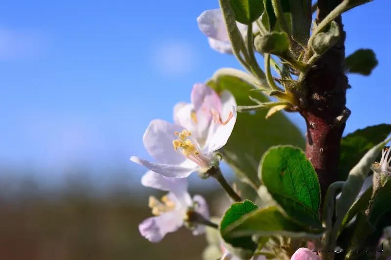 苹果花期能否打漯效王值得好好探讨一番漯效王是叶面肥可补充营养增强作物抗逆