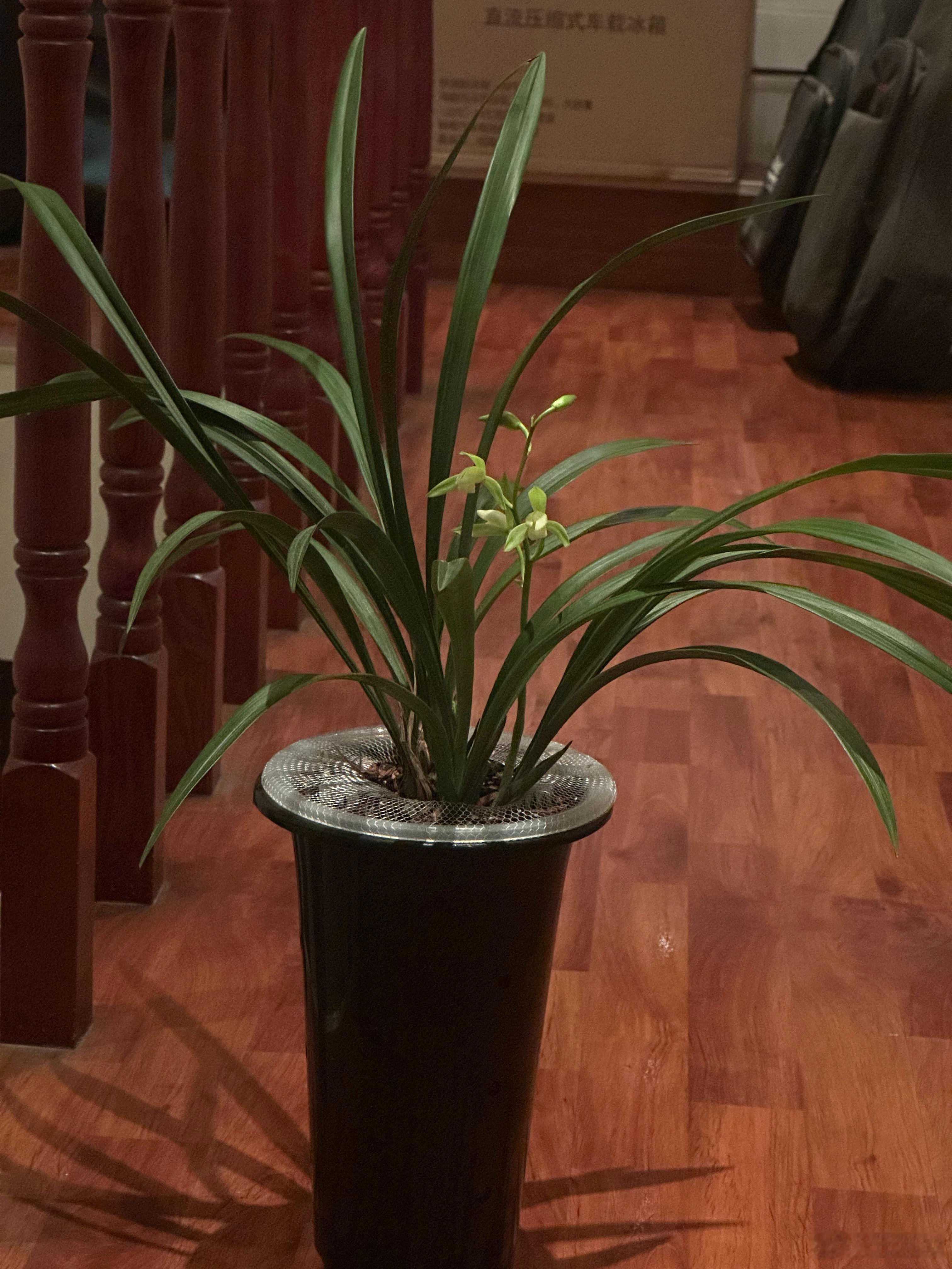 在AI的帮助下，我终于学会养兰花了。这是今年第二季开花。纫秋兰以为佩​​​