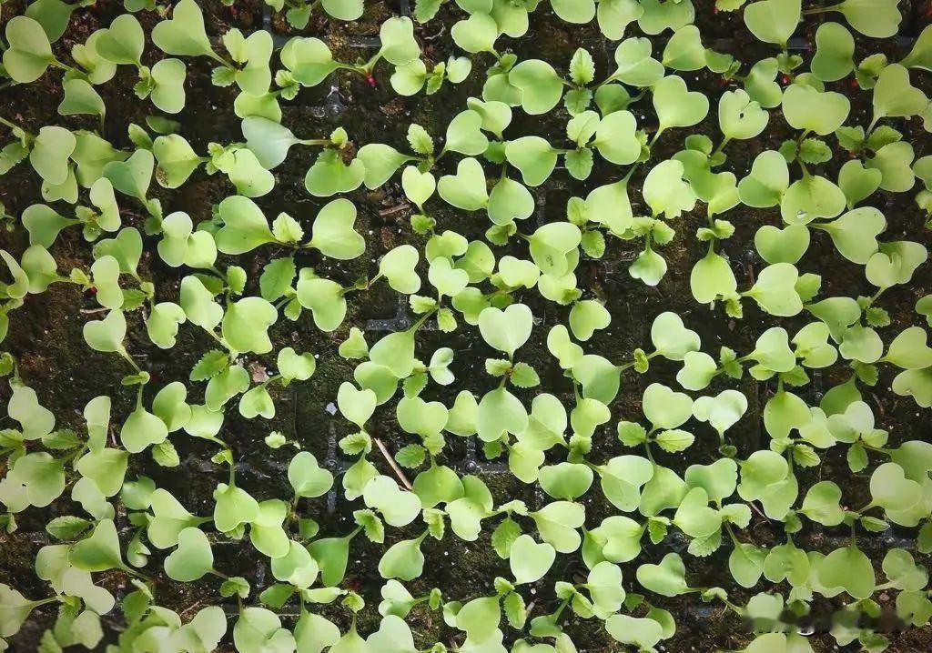 白菜出苗仅2‑3天，抓紧做好两件关键事！耽误几天，后期难包心、病害扎堆不少