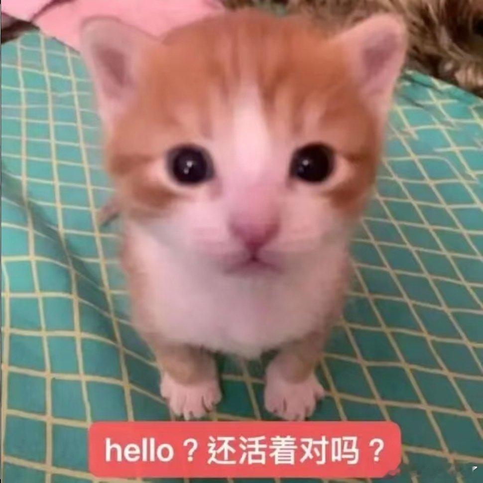 小猫咪表情包。