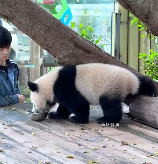 小月亮太小熊精了，有800个心眼子，苗苗奶爸给它端水到木架上来让它喝水，它非常担