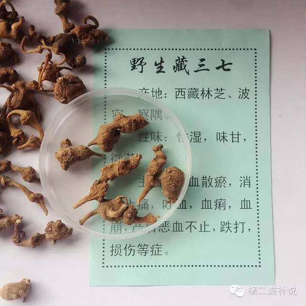西藏林芝野生三七