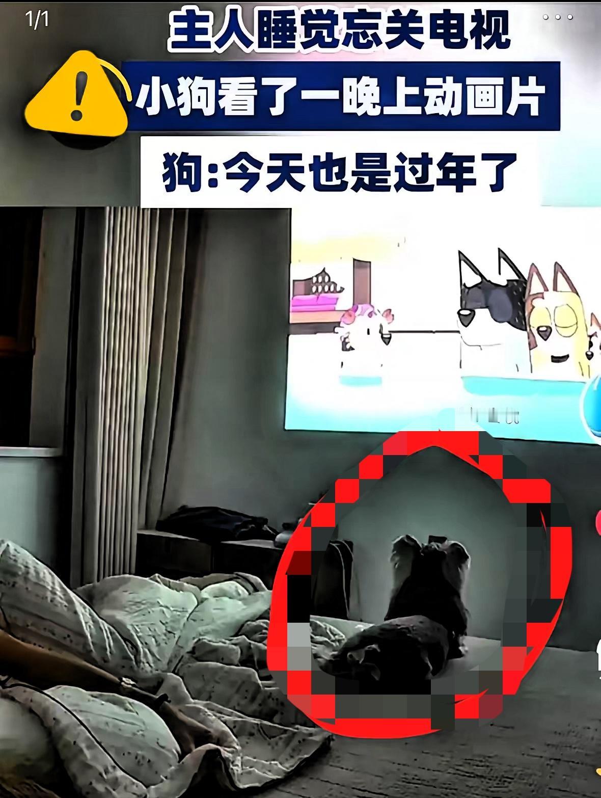 山东大哥一觉醒来，差点以为家里进了“电视迷”！自己前晚看睡着忘关电视，睁眼就见狗