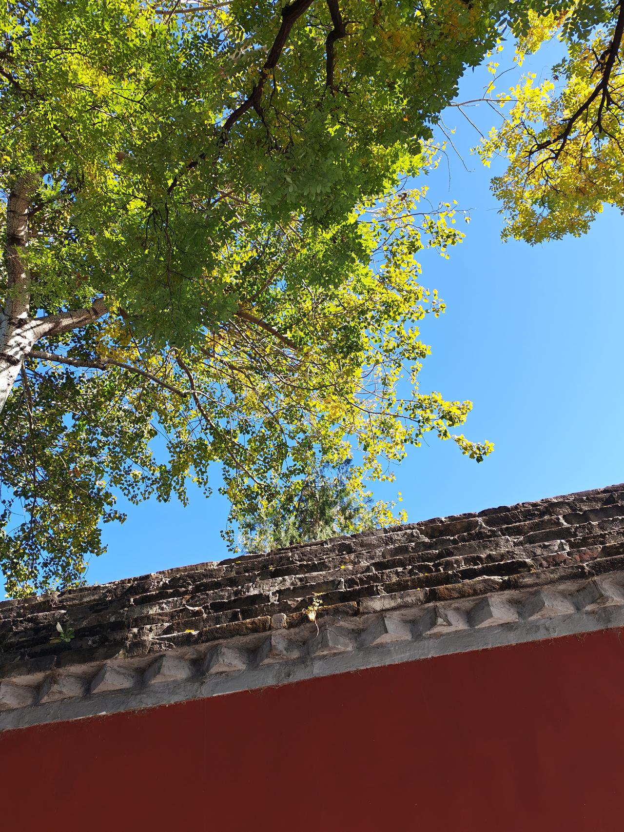 可以分享一张秋景树叶的照片吗秋天是颜色的季节，请您猜一下这是哪里的秋景？