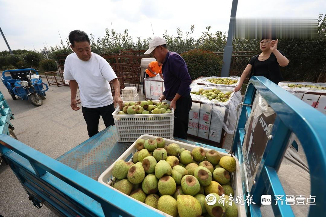 莱阳乡村振兴观察: 一颗梨的共富之旅