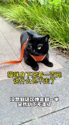 遛猫遛出天降好运，这猫是来报恩的吧本来只是闲来无事，带着家里猫咪下楼溜达一