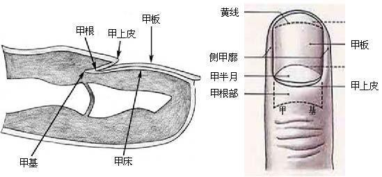 指甲没有月牙真的是处于亚将康状态吗? 告诉你健康的真相