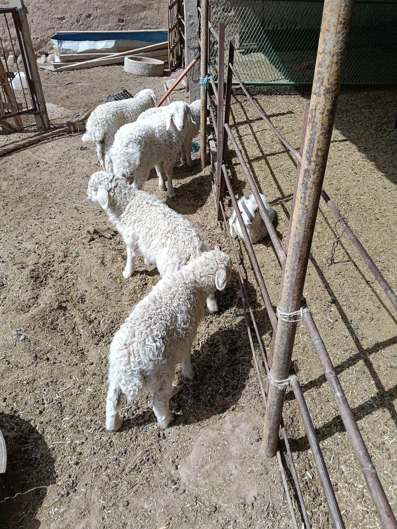 帮助母羊助产羊羔必须让吃到初乳，那是羊羔生命抗体，忽视不得！我们帮助大母羊助产