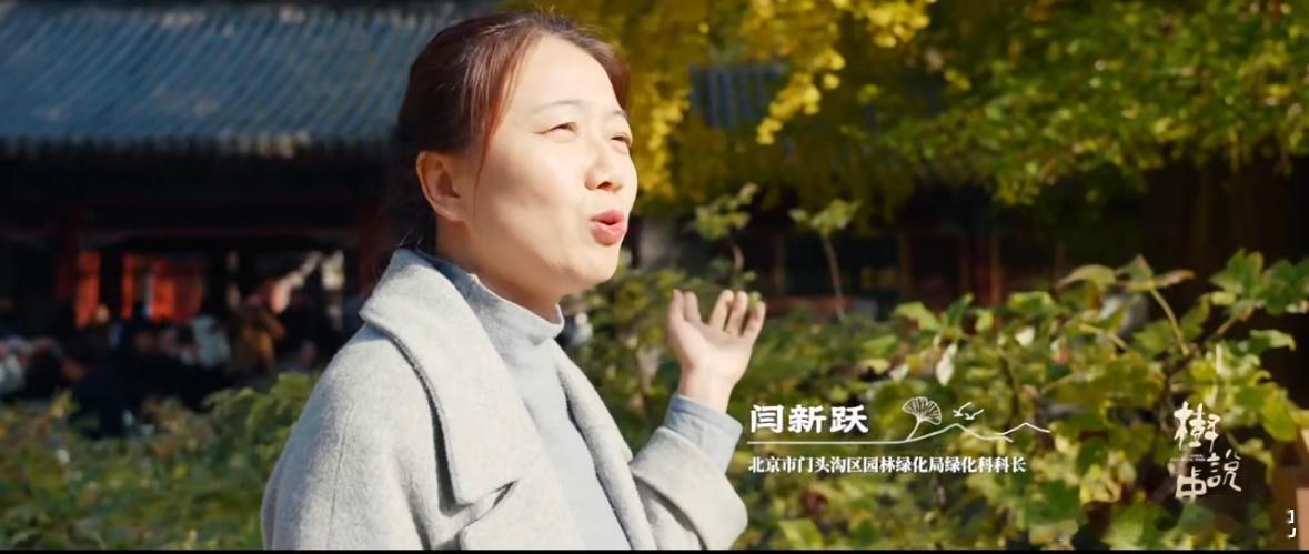 乾隆给两棵雄树点鸳鸯谱原来树也分公母涨知识了！银杏分雌雄，乾隆封的帝王树和配王