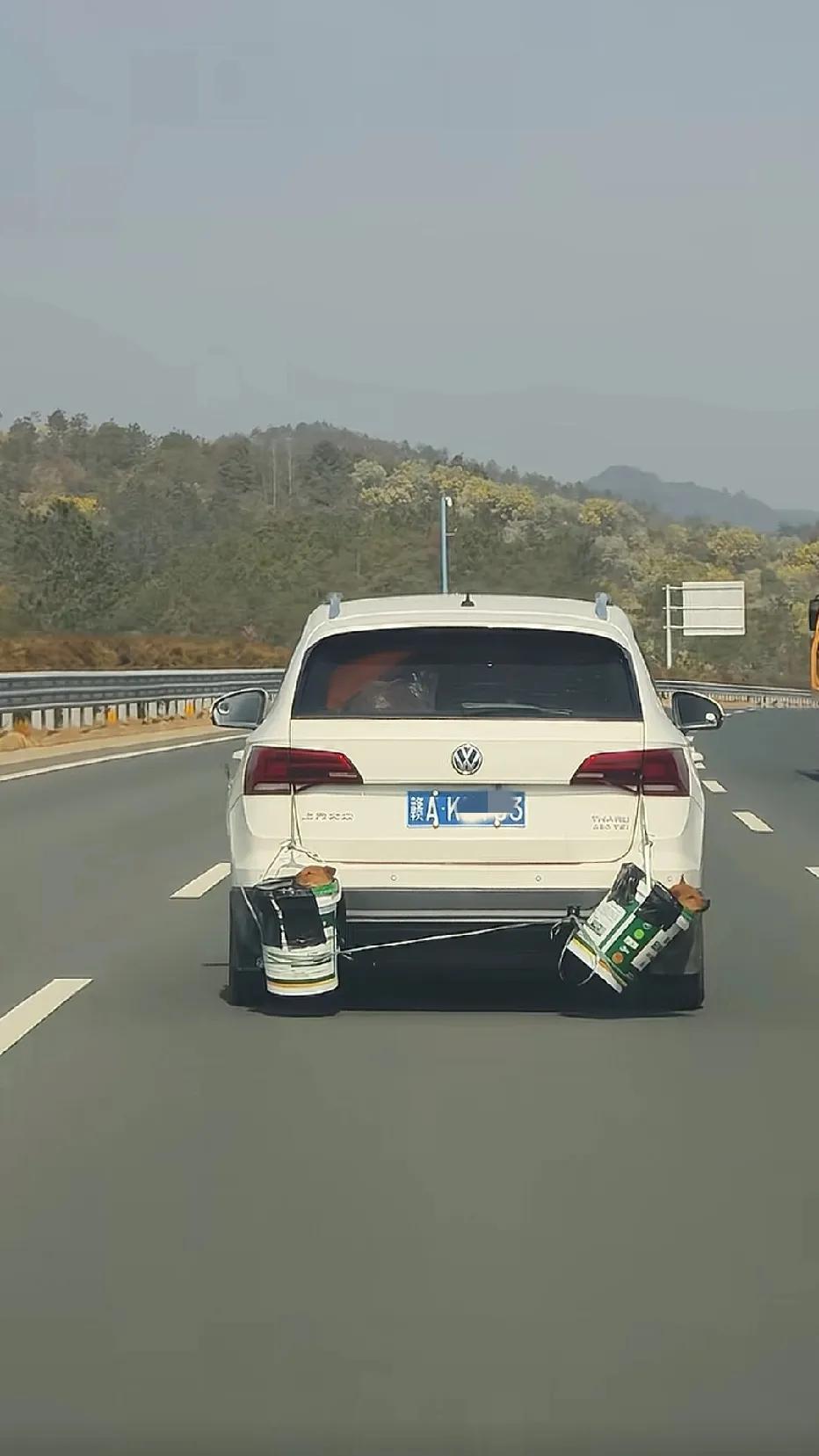 两个小狗狗陪他们的主人回家咯。这应该是第一批春运回家过年的小狗了，你的小狗呢，今