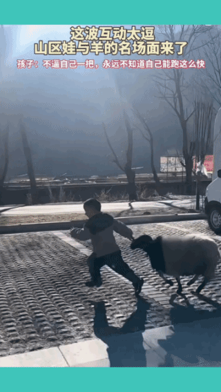 羊追着孩子跑，孩子难道欺负它了？