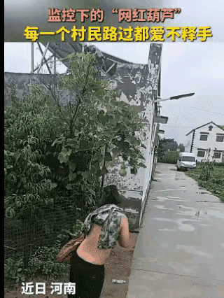 近日河南，一户村民在院墙边上种了一株葫芦，其中一个外形周正匀称的小葫芦意外走红，