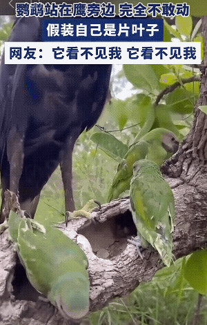 哈哈，别说鹰了，我第一眼也只看到一只！这隐藏得也太好了吧！[吐舌头眯眼睛笑][赞][玫瑰]