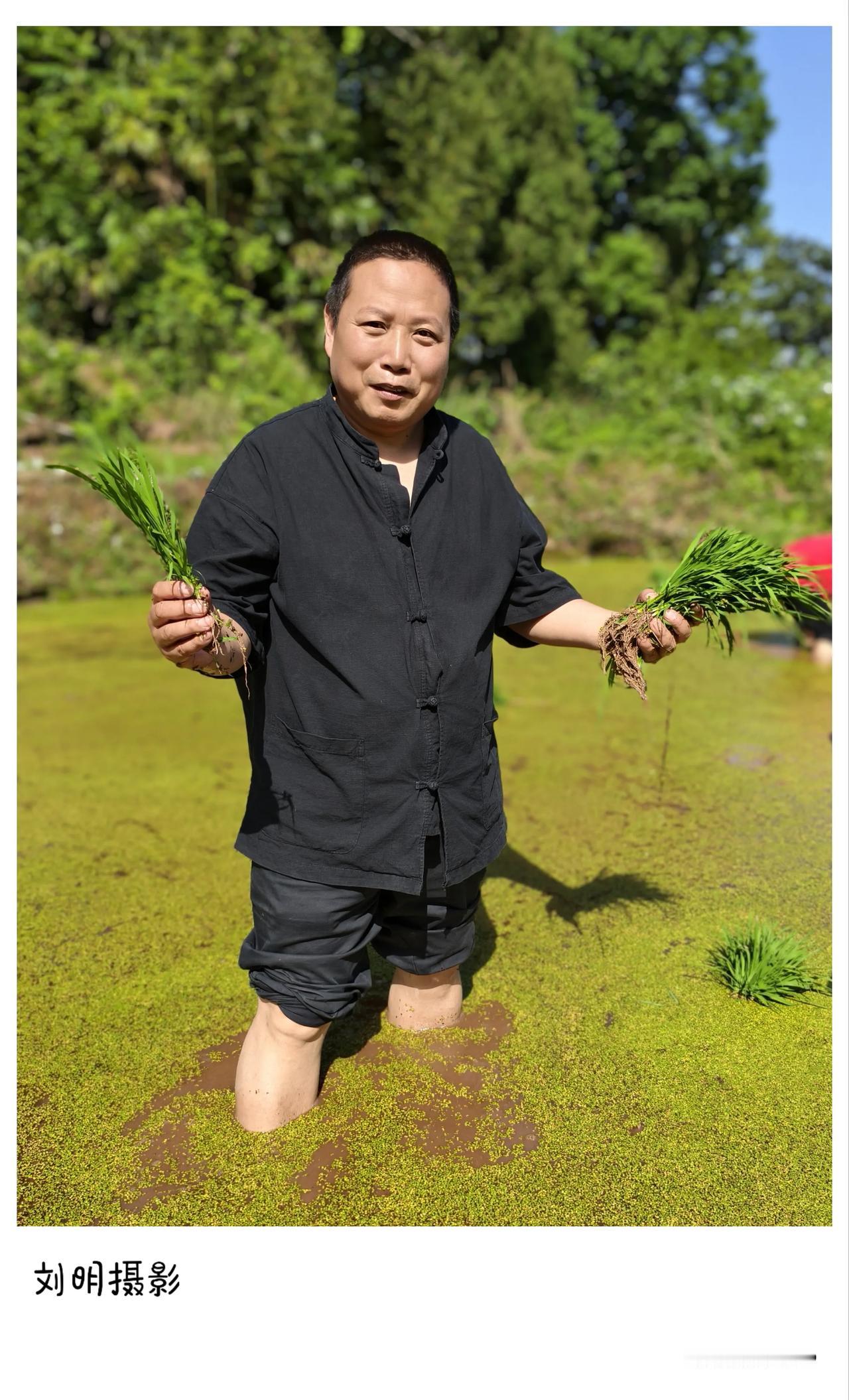 今天上午，我来到龙头山下的大妹刘群家帮忙栽秧。踏入田间，湿润的泥土气息扑面而来，