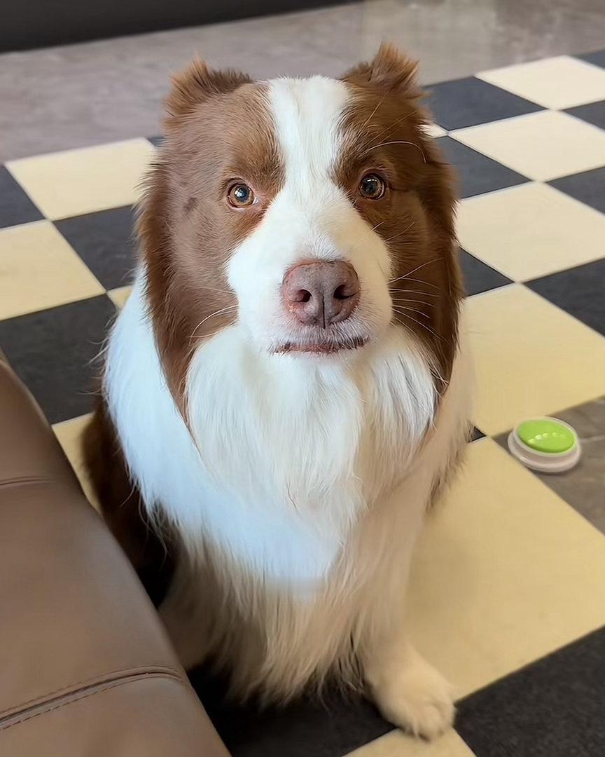 好狗狗鱼仔