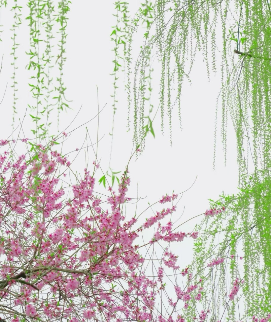 喜欢春天，古人诗中的仙境～西湖的春天，美的像语文课本里的插画草长莺飞，拂堤杨柳醉