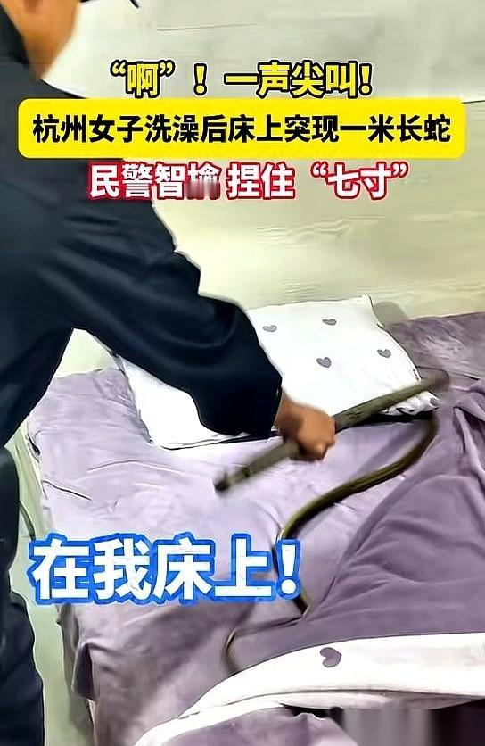 杭州林女士，洗完澡正要躺下，手一掀被子——一条一米多长的黄褐色大蛇，正盘在床单上