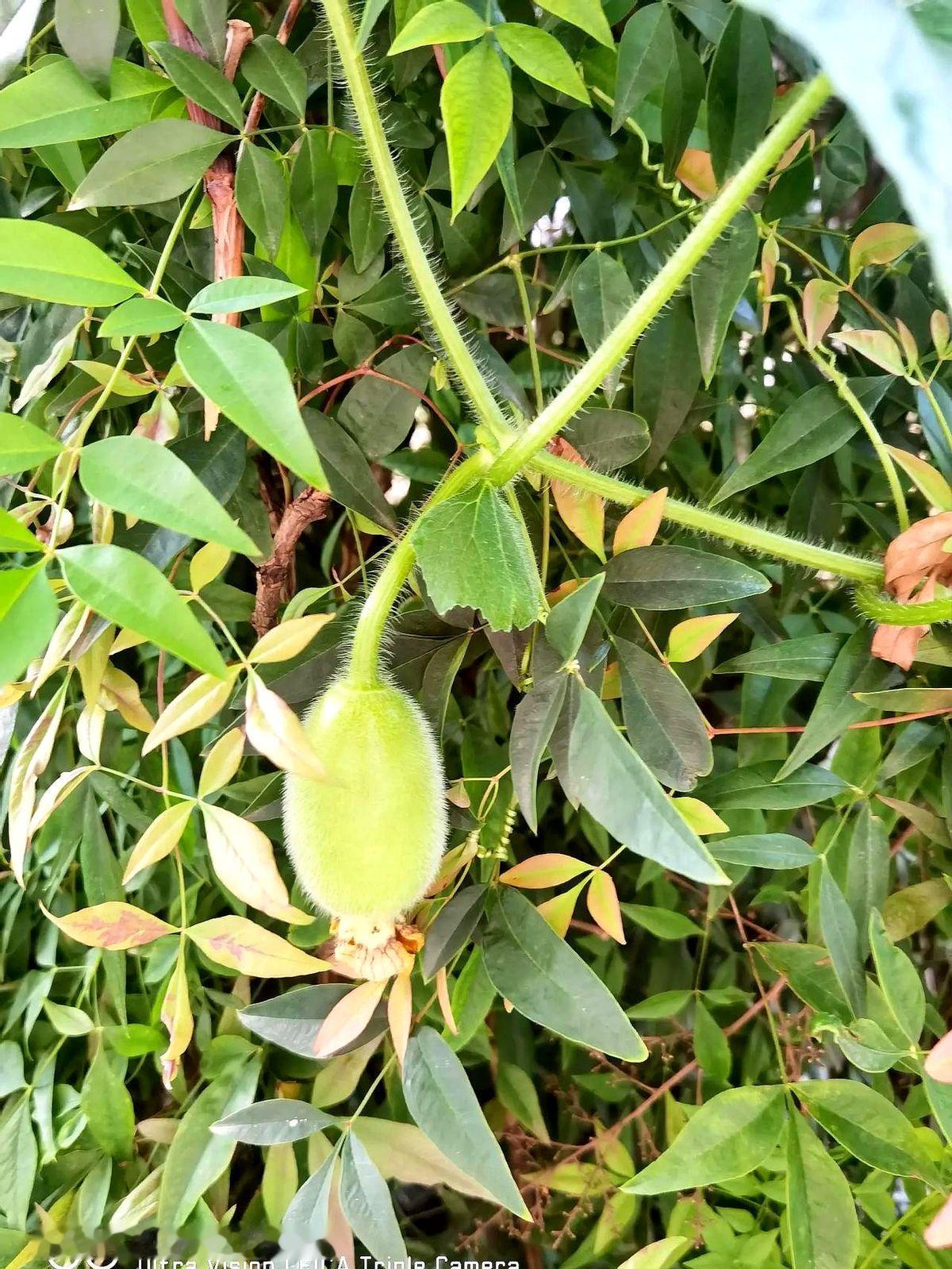 婆婆的妹妹打来电话称，婆婆成天在家啥都不做，连自己的饭都懒得做，天天到她家蹭饭。