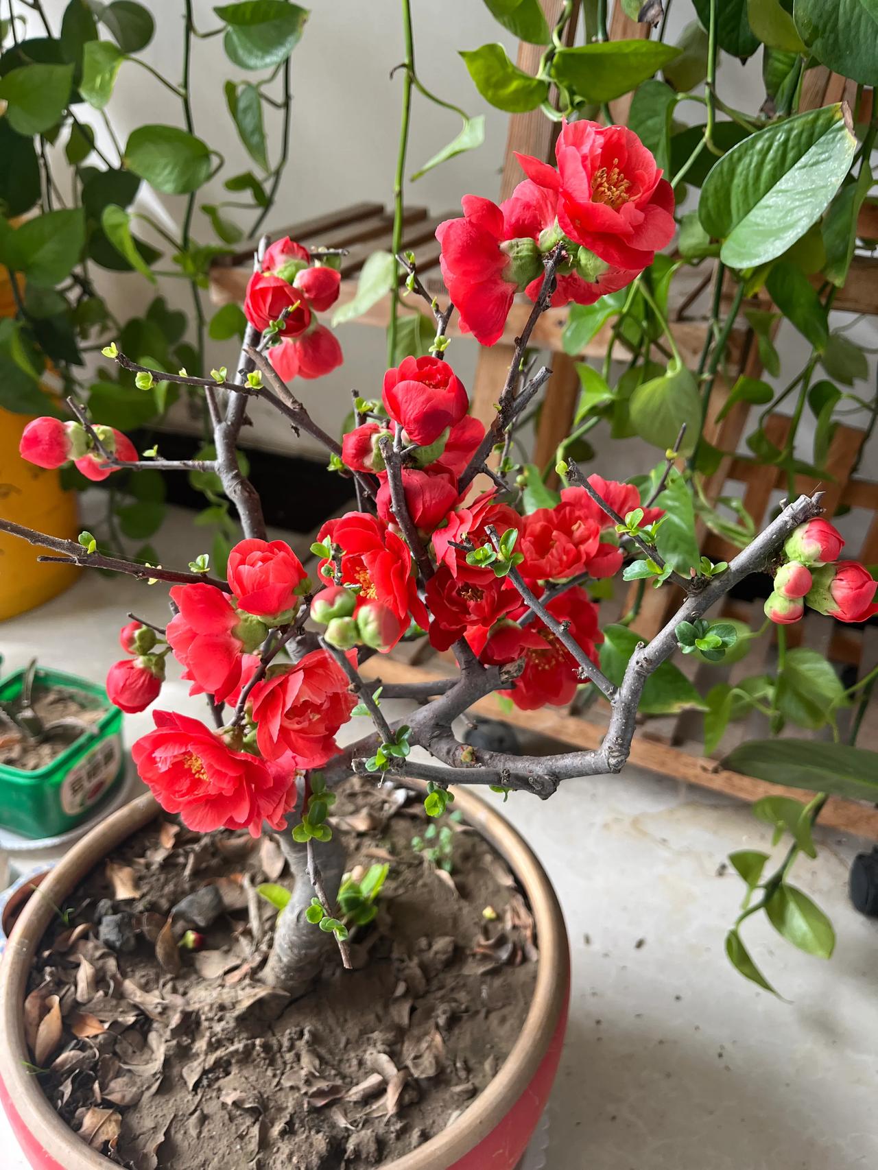 多肉植物：多肉植物大合集，看看你的盆栽上榜了吗？多肉植物盆栽多肉绿植爆料