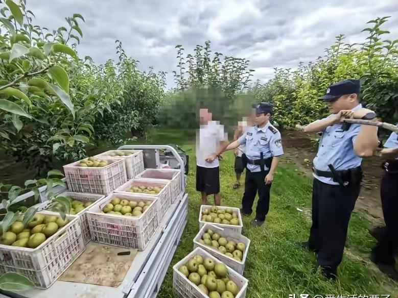 “你这是要断我活路啊！”宿州，大叔去果园看梨子成熟程度，结果，看到让他愤怒无比的