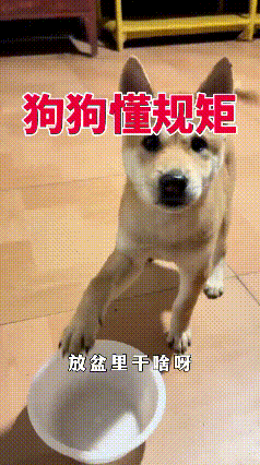 这就是中华田园犬！特别懂规矩，狗盆里和地上的才是狗狗自己的，主人桌上的和手上的不
