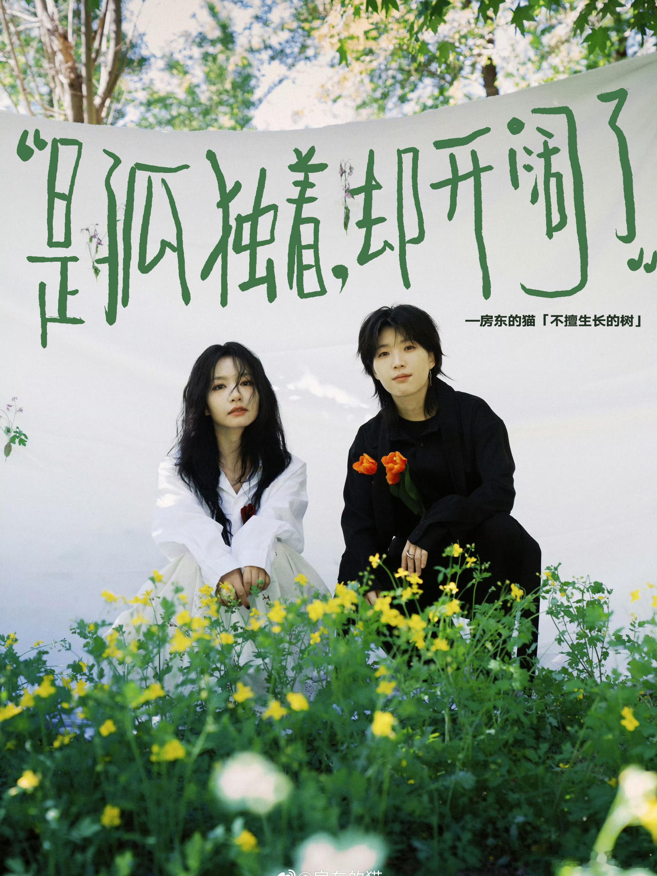 房东的猫新专辑不擅生长的树房东的猫专辑同名曲不擅生长的树“是孤独着，却更开阔了”