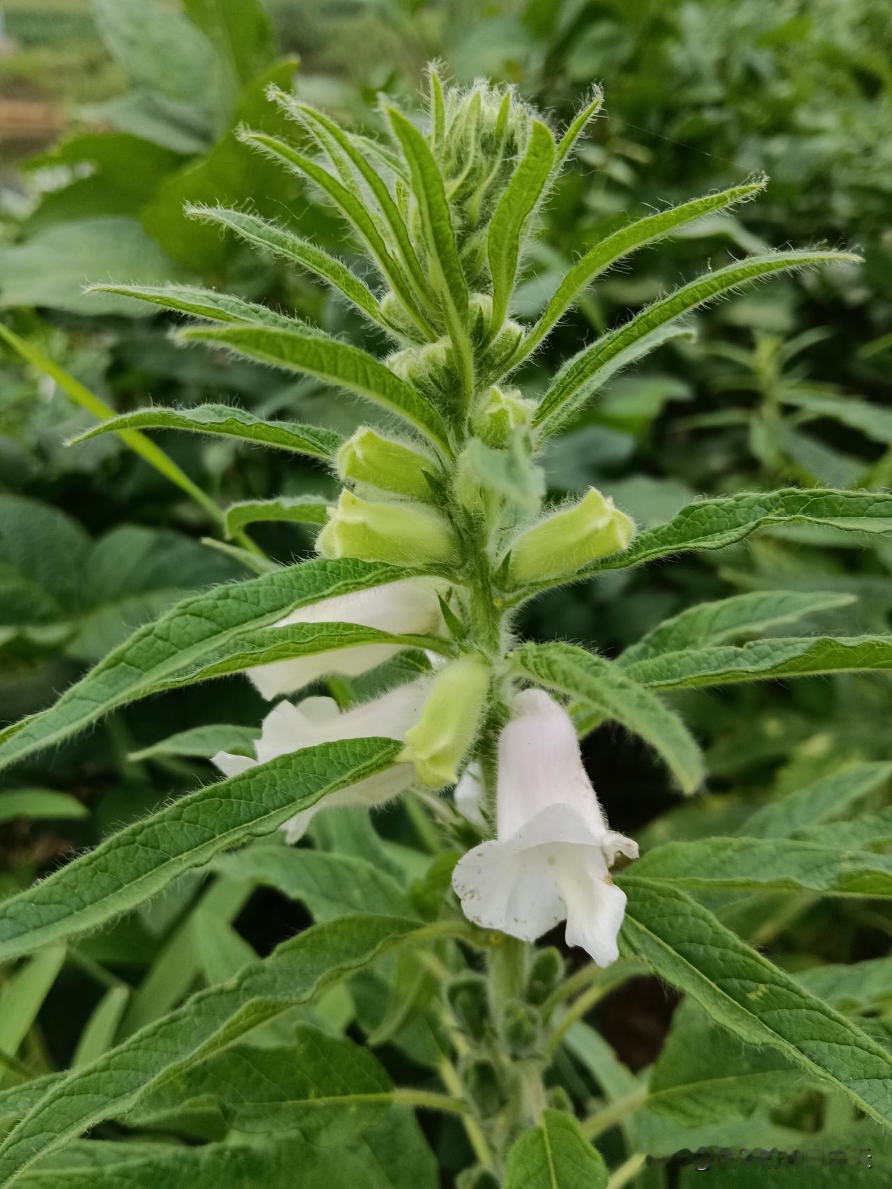 1、前胸有痣——好运2、耳朵有痣——有补3、腰上有痣——有钱4、头顶有痣—