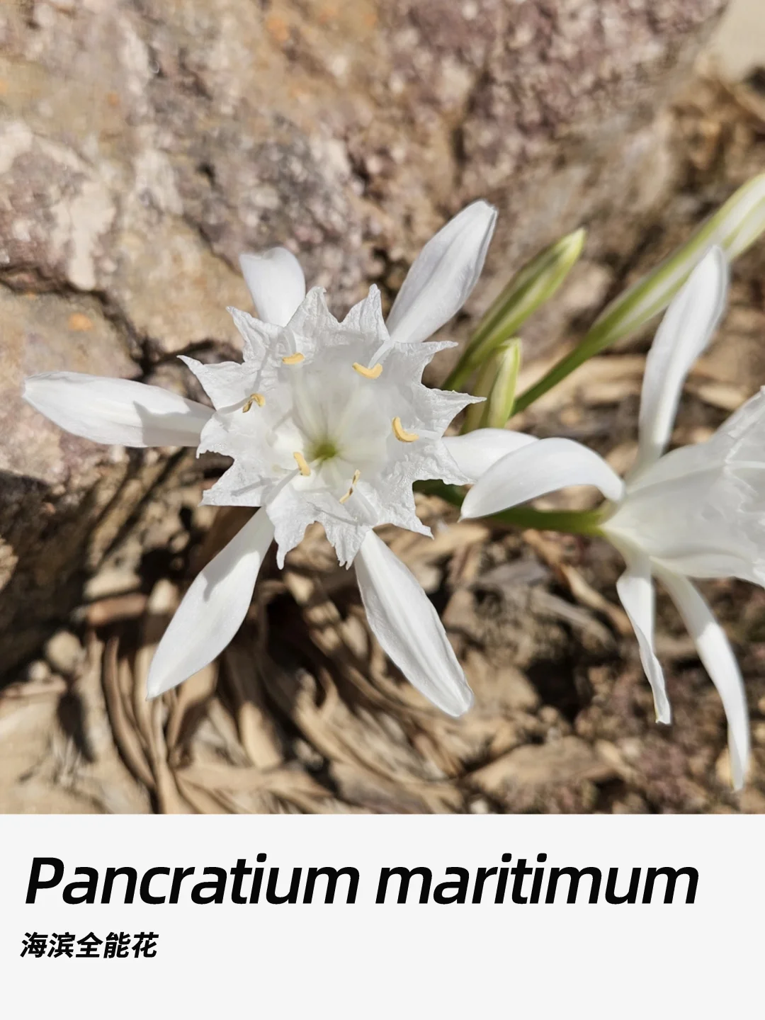 带你每天认识一种花材401｜海滨全能花