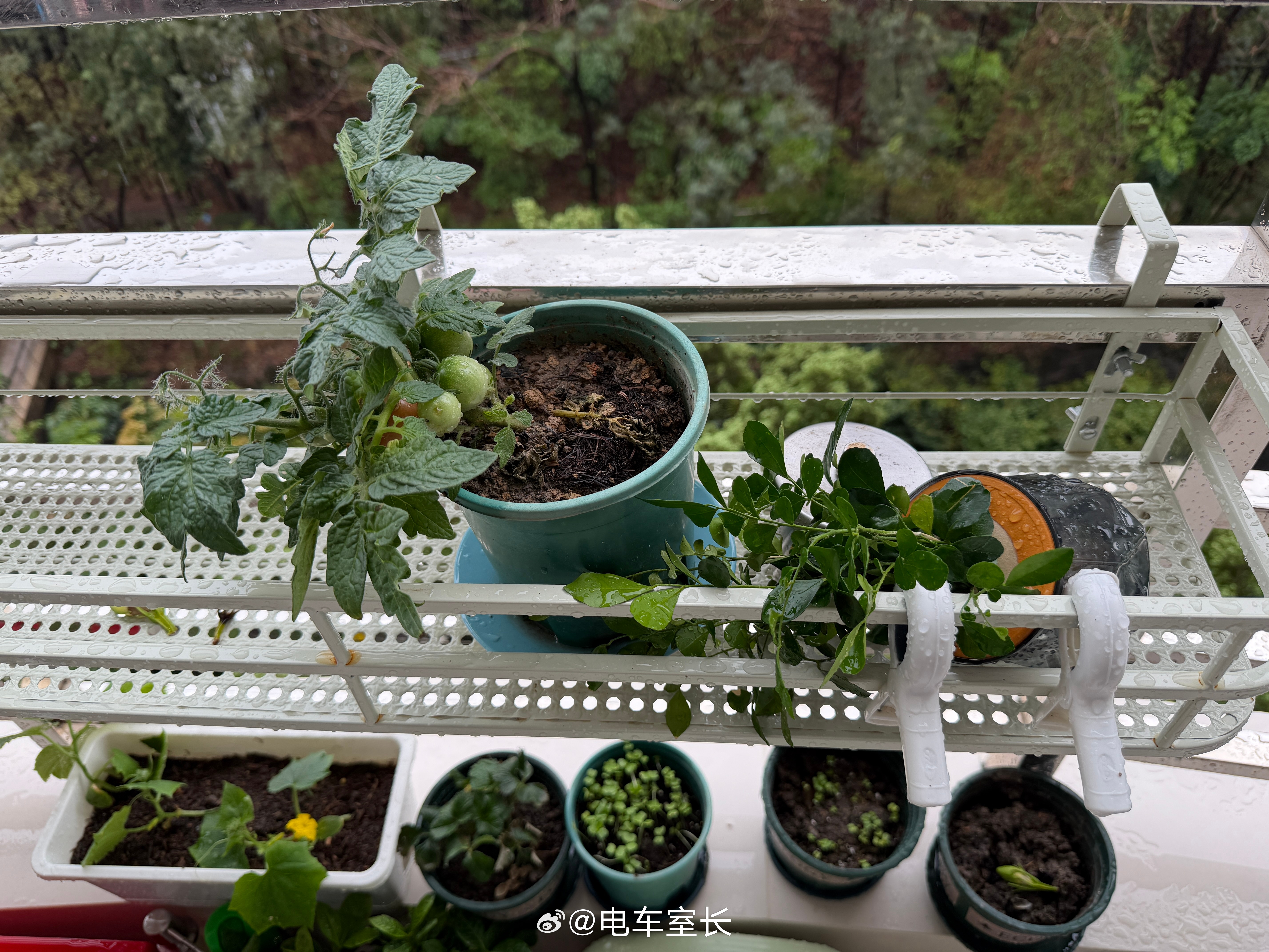 广州暴雨我的小番茄还能抢救一下