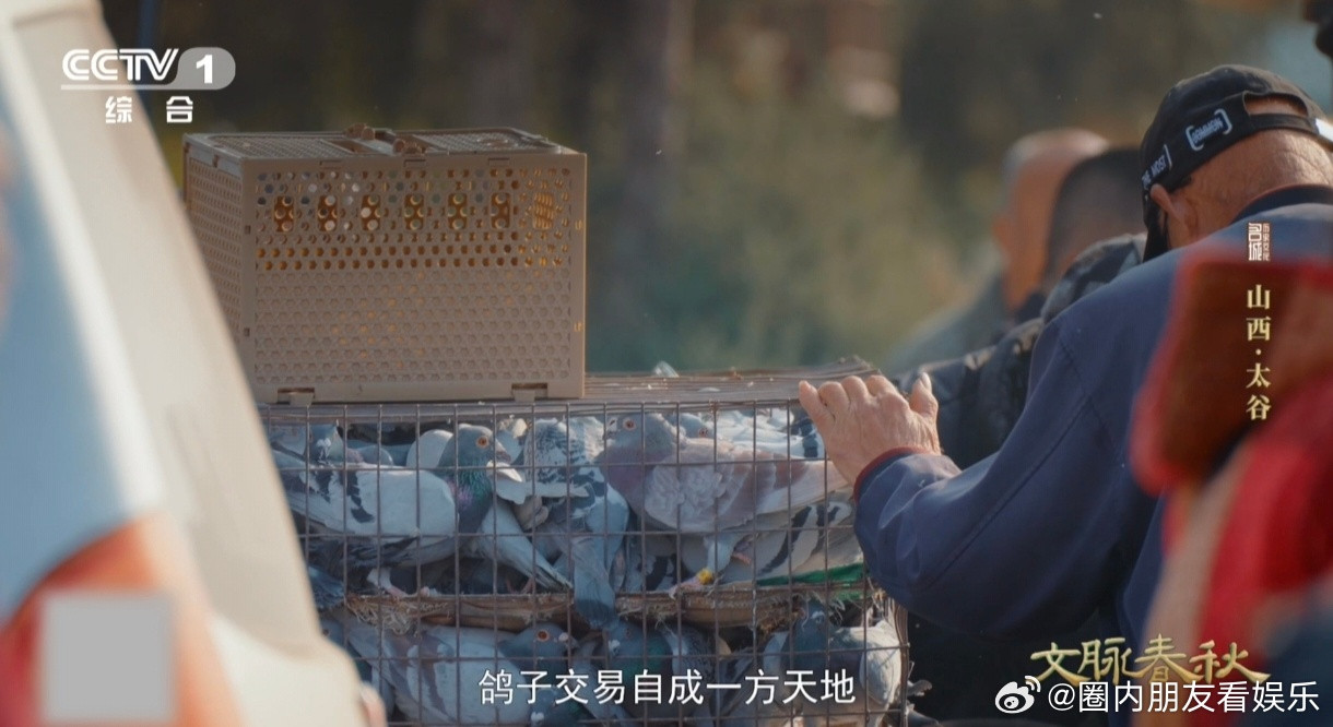 鸽子的尾巴居然能化作乐器山西这里的鸽子竟会唱戏曲不用乐器伴奏，太谷鸽子自带“戏