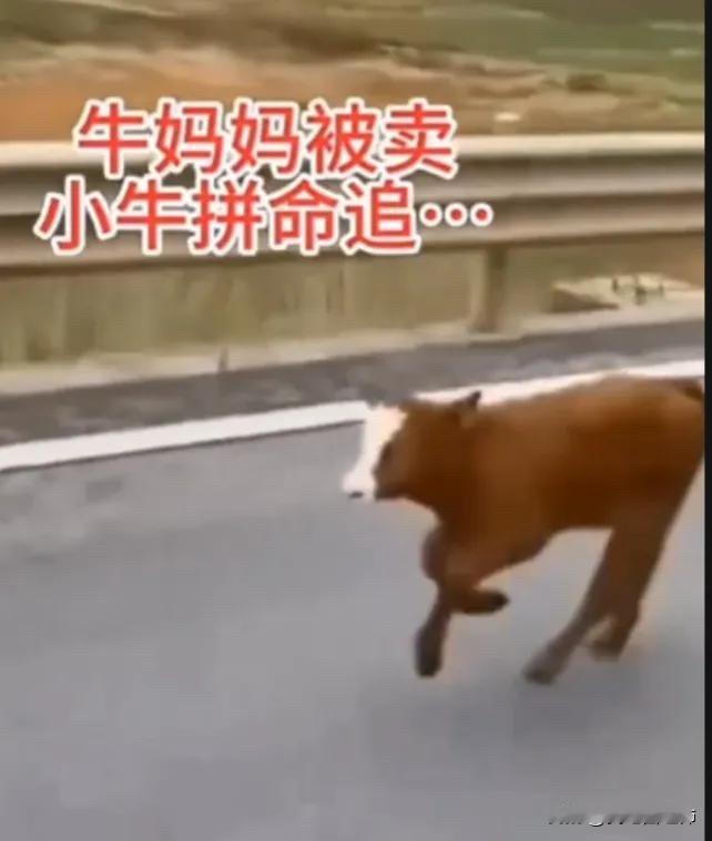 全网都泪目了。牛妈妈为主人家耕作了一辈子的地，如今她老了，再也没办法帮主人耕地了