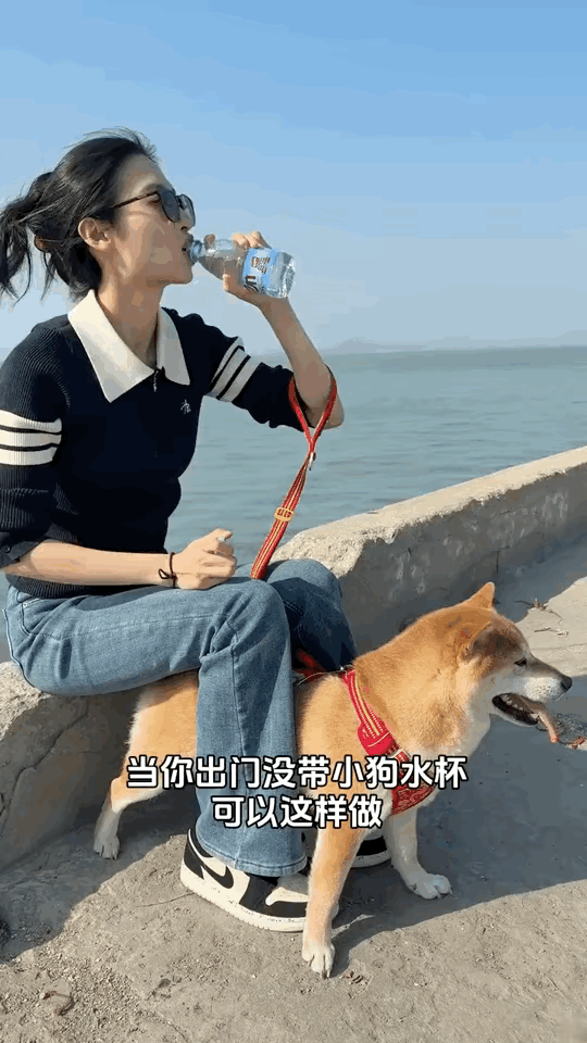 汪星人：赔点吧，多多少少赔点吧。我已经不纯洁了。