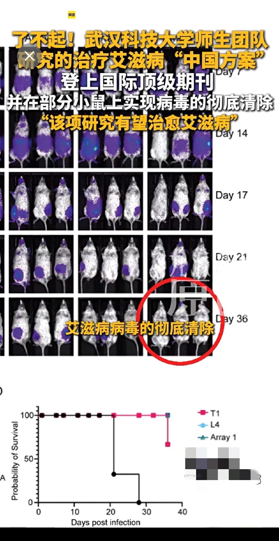 艾滋病病毒“剪刀”来了。部分小老鼠🐭身上的艾滋病病毒被彻底清除。艾滋病终于有