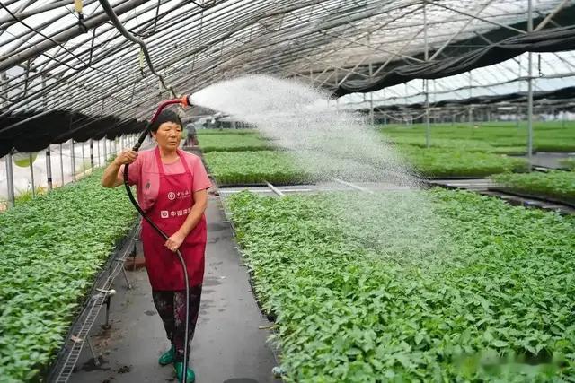 种植蔬菜浇水有学问, 掌握“技巧”是关键