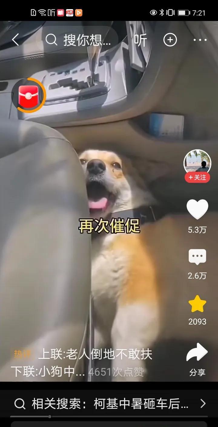 车主人忘记了车里边的狗子，锁上车门办事去了。天气的温度越来越高，车内的温度也随