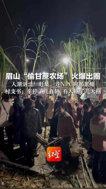 见过被迫营业的打工人，没见过累瘫的狗NPC！眉山那个偷甘蔗农场火得像赶大