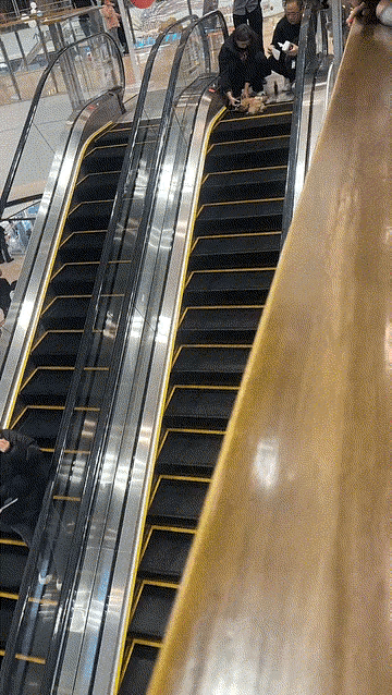 把狗带到商场里，还要坐电梯，结果狗被电梯咬住了。你说这怨谁呢？是怨商场呢？还是怨