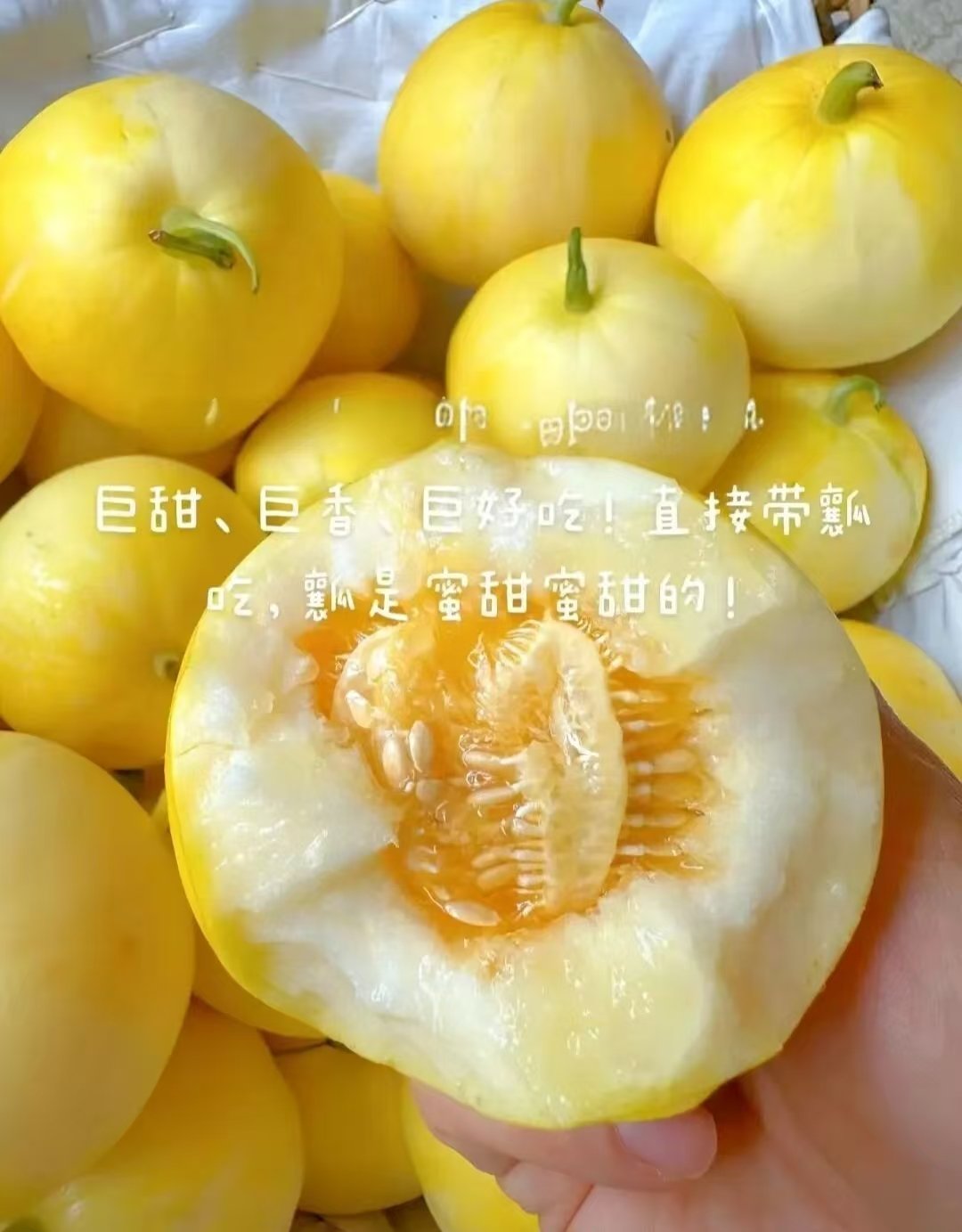 小蜜蜂甜瓜小甜瓜正当时，新鲜品鉴，就是这么清甜