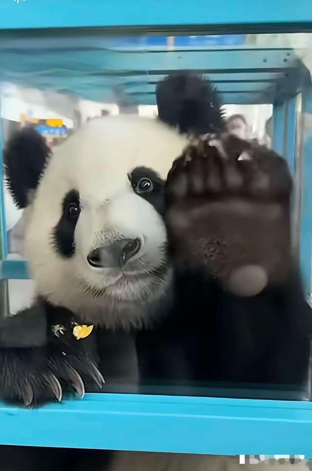 这俩小家伙真是神了，简直成精了！看视频里晓晓和蕾蕾离开日本那会儿，走得那叫一个决