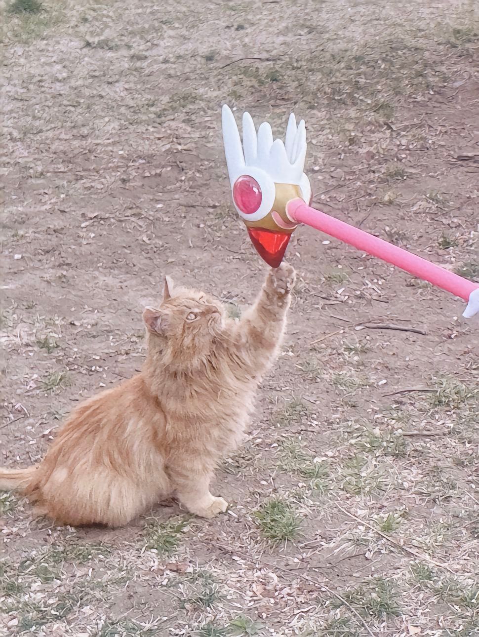 “变回你原来的模样吧，喵喵牌”